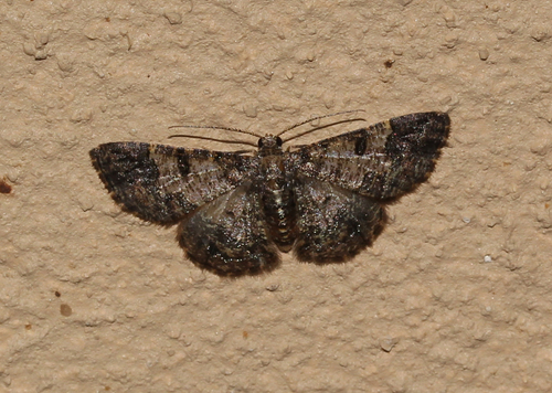 Zamarada metallicata Warren, 1914