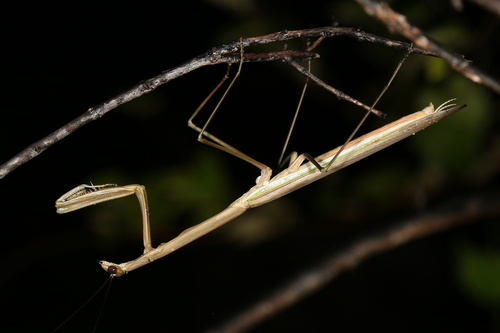 Stick Mantis