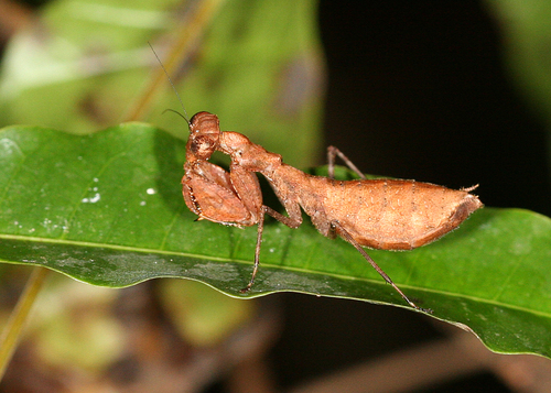 Telomantis