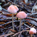 Mycena monticola - Photo (c) naturalisttrent, all rights reserved, uploaded by naturalisttrent