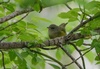 Mourning × Macgillivray's Warbler - Photo (c) Matt Misewicz, all rights reserved, uploaded by Matt Misewicz