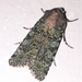 Sorrel Moths - Photo (c) Rhynhardt Krynauw, all rights reserved, uploaded by Rhynhardt Krynauw