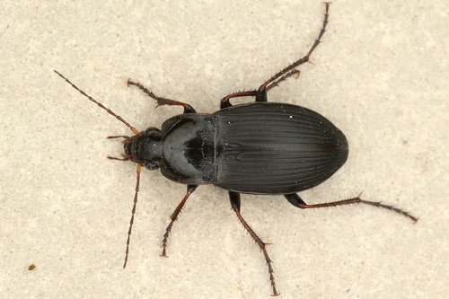 Calathus fuscipes (Goeze, 1777)