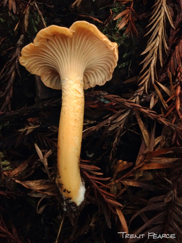 Pacific Golden Chanterelle