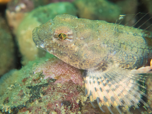 Spinynose Sculpin