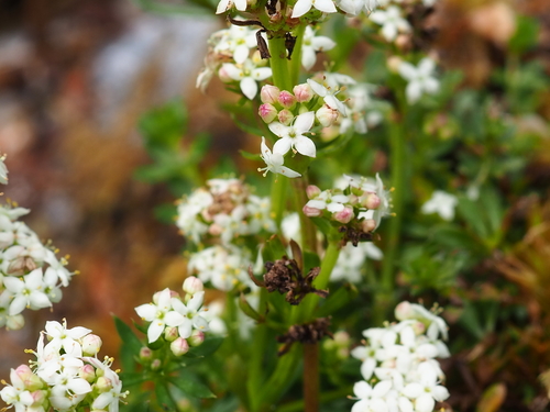 Heath Bedstraw
