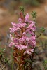 Small Pink Satyre - Photo (c) Marco Plebani, all rights reserved, uploaded by Marco Plebani