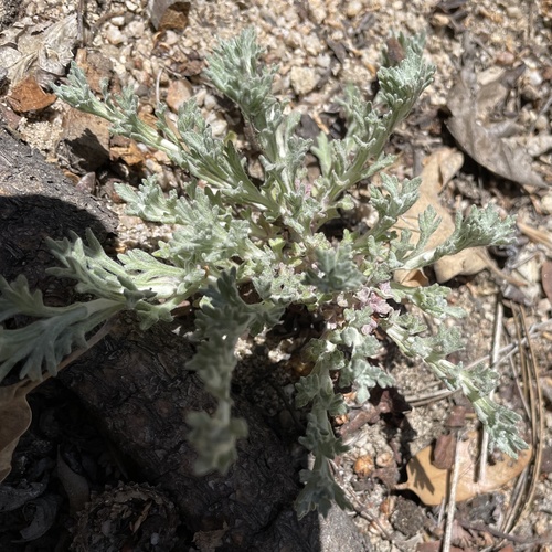 iNaturalist observation photo of Golden Yarrow