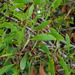 Square