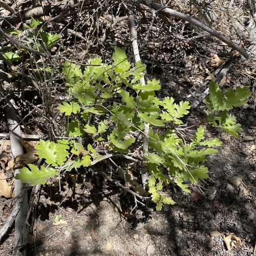 iNaturalist observation photo of California black oak