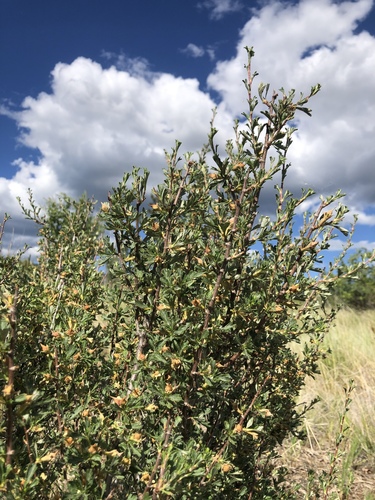 Antelope Bitterbrush