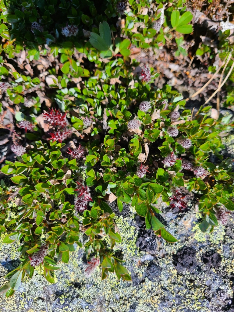 bearberry willow from Sargent's Purchase, NH 03846, USA on June 13