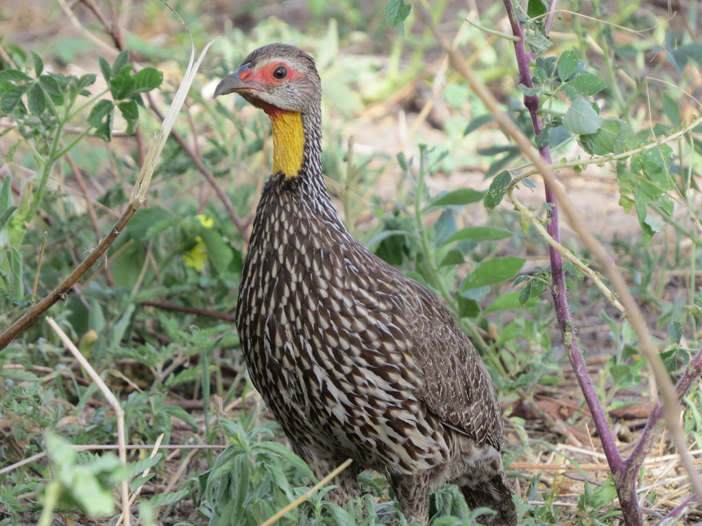 Yellow-necked Spurfowl (Pternistis leucoscepus) photo