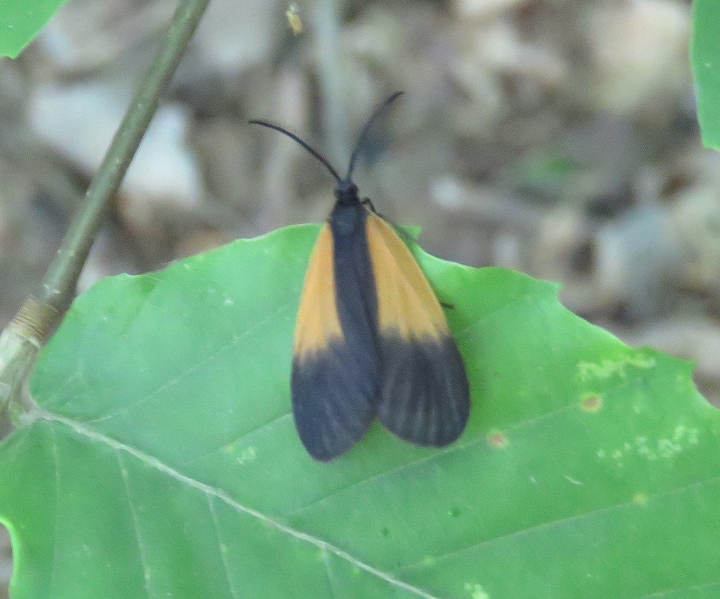 Orange-patched Smoky Moth from Hocking County, OH, USA on June 05, 2021 ...