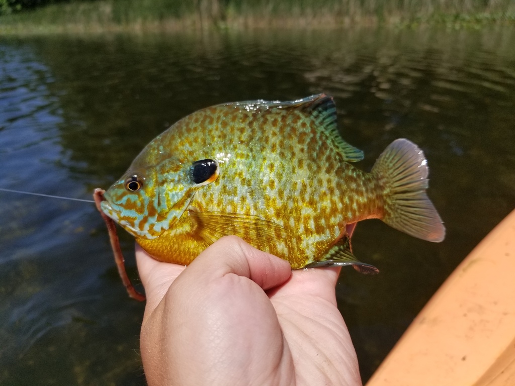 Common Sunfishes from Kalamazoo County, MI, USA on June 13, 2021 at 02