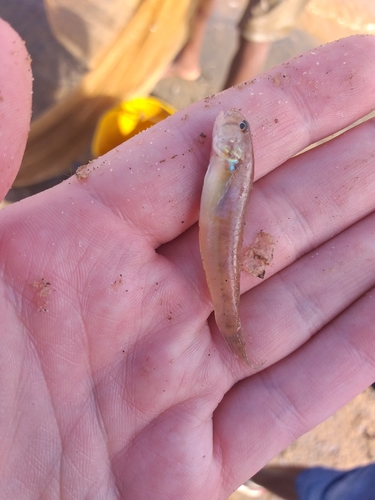Stenogobius kenyae