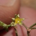 Paronychia setacea - Photo (c) Eric Knight, todos los derechos reservados, uploaded by Eric Knight