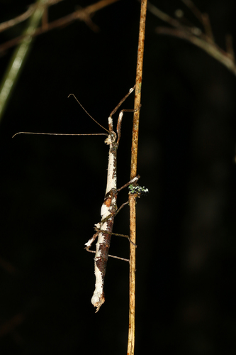 Parectatosoma echinus