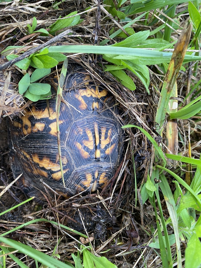 Eastern Box Turtle in June 2021 by mariaburke. Brown eyes, Female ...