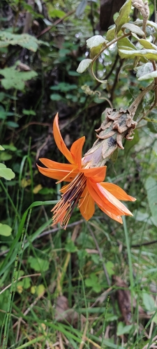 Mutisia grandiflora