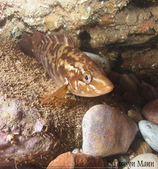 Ballan Wrasse