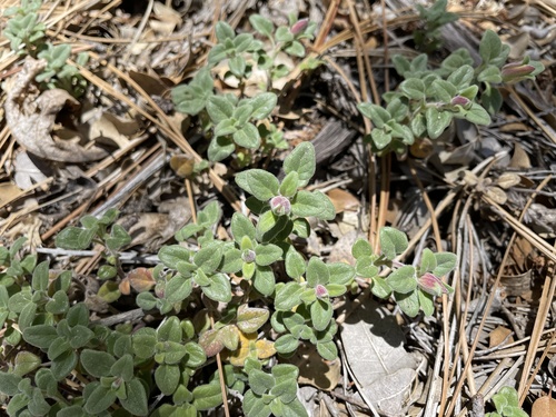 iNaturalist observation photo of Yellow monardella