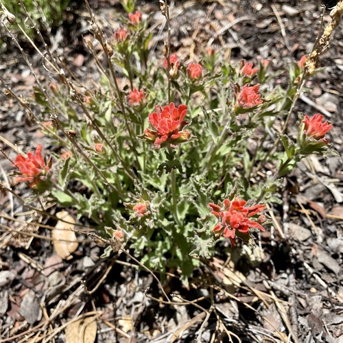 iNaturalist observation photo of wavyleaf paintbrush