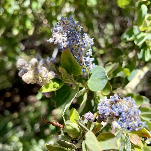 iNaturalist observation photo of chaparral whitethorn