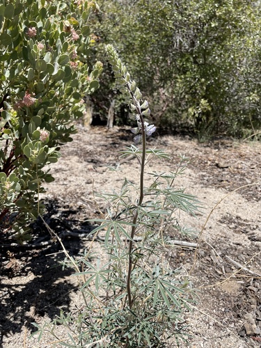 iNaturalist observation photo of San Jacinto Lupine