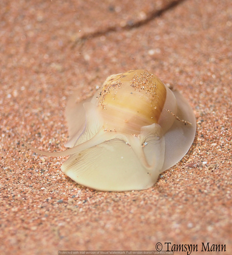 Large Necklace Shell