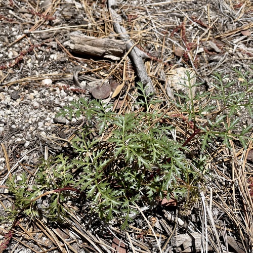iNaturalist observation photo of Parish's umbrellawort