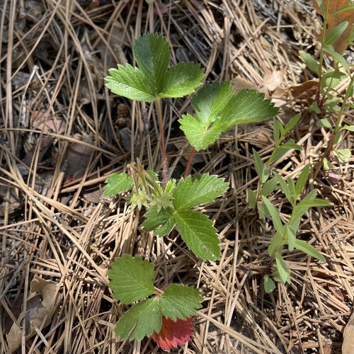 iNaturalist observation photo of woodland strawberry