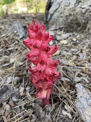 iNaturalist observation photo of Snowplant