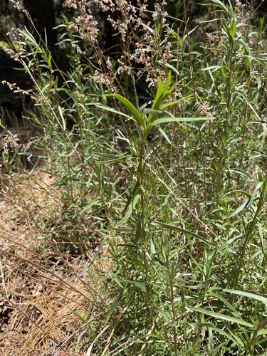 iNaturalist observation photo of Tarragon