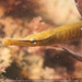 Snake Pipefish - Photo (c) tamsynmann, all rights reserved, uploaded by tamsynmann