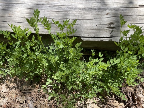 iNaturalist observation photo of streambank bird's-foot trefoil