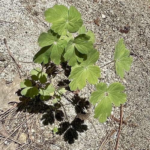 iNaturalist observation photo of western columbine