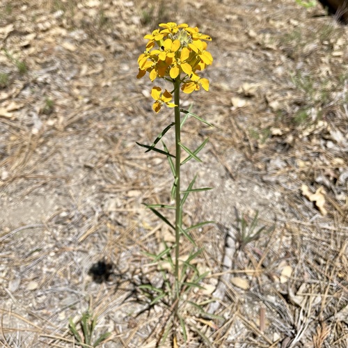 iNaturalist observation photo of Western Wallflower