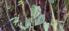 Philodendron verrucosum image
