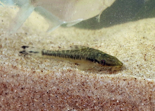 Hypoptopoma psilogaster