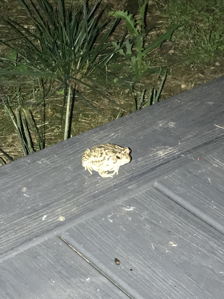 Fowler's Toad from Breton Beach Rd, Leonardtown, MD, US on June 13 ...