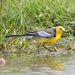 Grey-backed Citrine Wagtail - Photo (c) viveknaturalist, all rights reserved