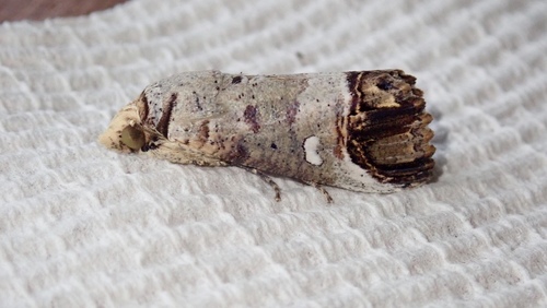 Hypocala affinis