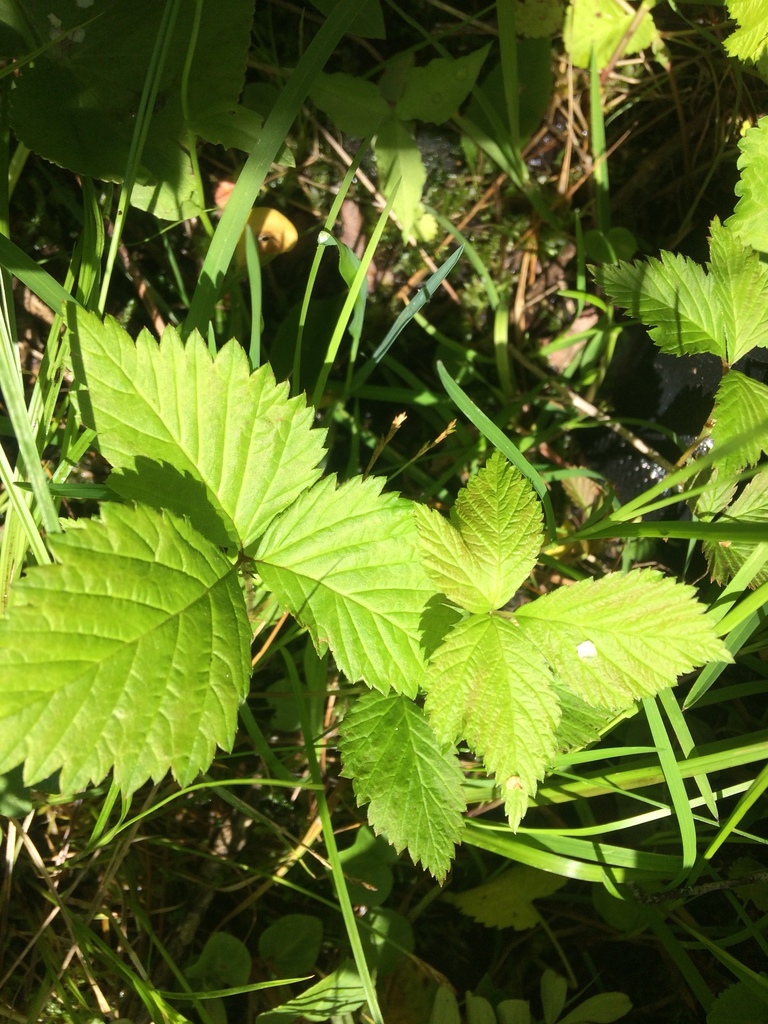dwarf raspberry in June 2021 by Sharon Snyder · iNaturalist