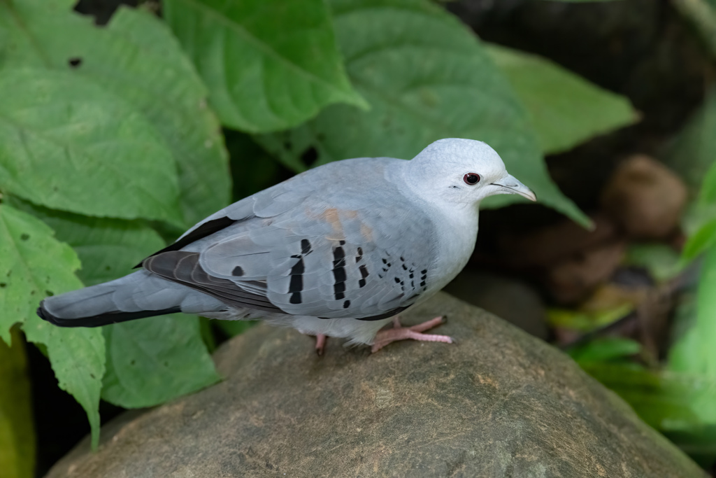 Blue Ground Dove photo