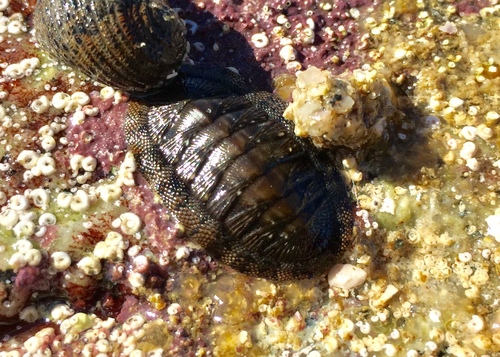 Chiton virgulatus