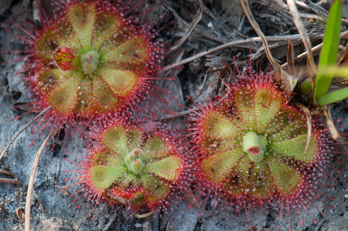 Drosera burmanni