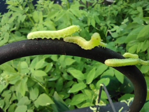 Black Ash Sawfly