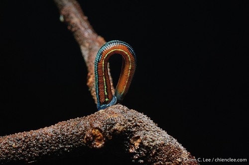 Haemadipsa picta Moore, 1929