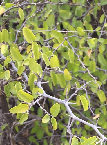 spiny hackberry